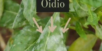 Alerta Oídio ¿Cómo tratarlo?