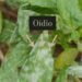 Alerta Oídio ¿Cómo tratarlo?