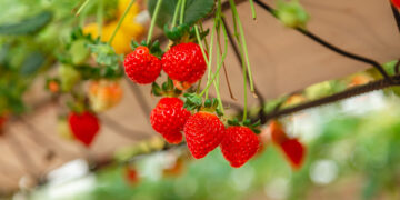 Cinco preguntas y respuestas para entender las ventajas de comer frutillas hidropónicas
