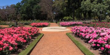 Rosas antiguas, inglesas o hibridas de té. Todo lo que necesitas saber a la hora de elegir