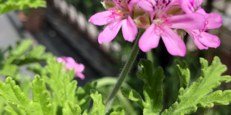 Te enseñamos a propagar el geranio limón