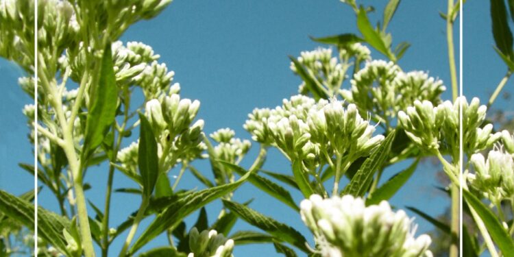 Chilca de olor, Mariposera o Doctorcito (Austroeupatorium inulifolium)