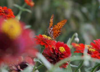10 PLANTAS PARA TENER MARIPOSAS EN TU JARDÍN