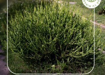 Carqueja – jaguarete ka’a (Baccharis trimera)