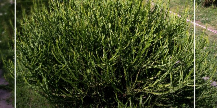 Carqueja – jaguarete ka’a (Baccharis trimera)