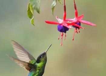 Flores irresistibles para los colibríes