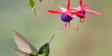 Flores irresistibles para los colibríes