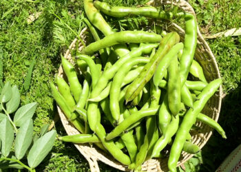 ¿Por qué las habas son el must de la huerta?
