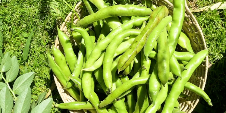 ¿Por qué las habas son el must de la huerta?