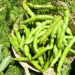 ¿Por qué las habas son el must de la huerta?