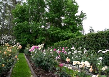 Enero en el jardín. Trucos para que tus rosas florezcan mucho más