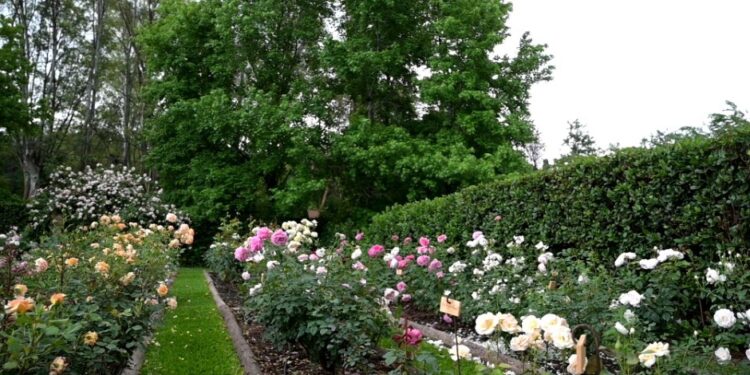 Enero en el jardín. Trucos para que tus rosas florezcan mucho más