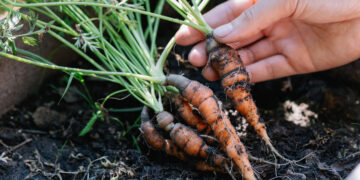 Tres consejos para sembrar zanahoria en febrero (video)