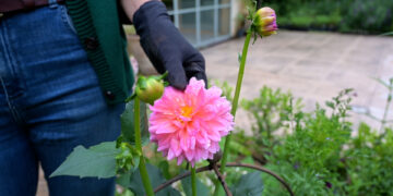 Secretos para que la Dalia sea un mar de flores