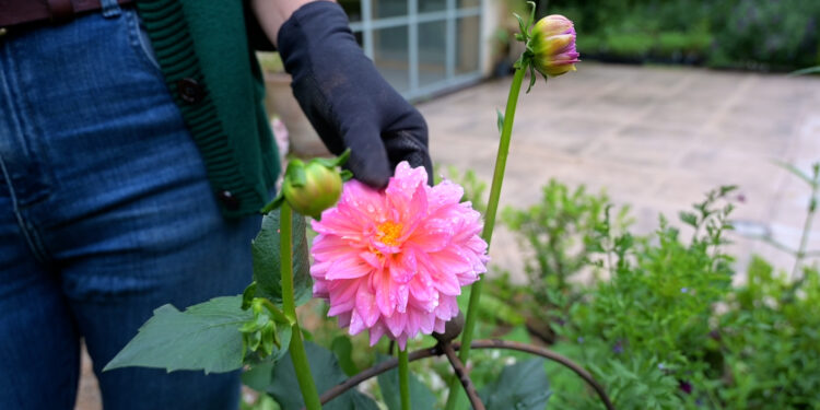 Secretos para que la Dalia sea un mar de flores