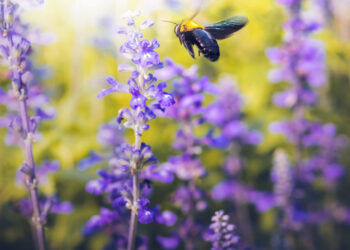 La importancia de tener abejas en el jardín