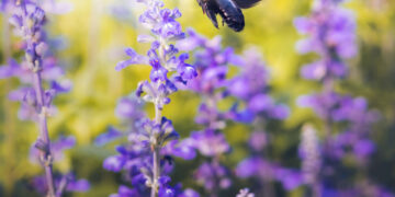 La importancia de tener abejas en el jardín