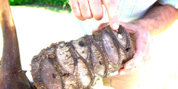 ¿Pulgones en tus plantas? El jabón blanco es el mejor aliado para eliminarlos