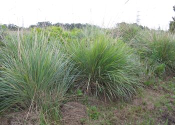 6 pasos claves para que trasplantar gramíneas sea un éxito