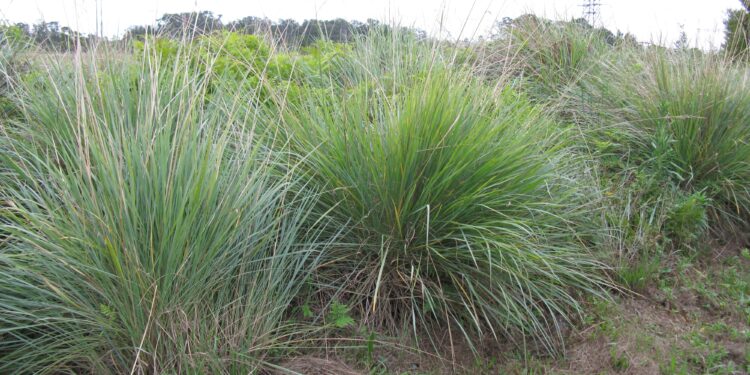 6 pasos claves para que trasplantar gramíneas sea un éxito