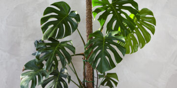 ¿Por qué son necesarios los tutores?