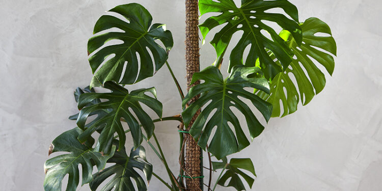 ¿Por qué son necesarios los tutores?