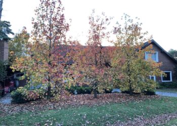 ¿Cómo lograr el efecto otoño en tu jardín?