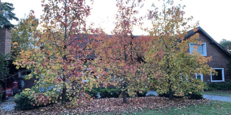 ¿Cómo lograr el efecto otoño en tu jardín?