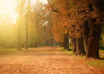 ¿Cuál es el oro en polvo de la jardinería?