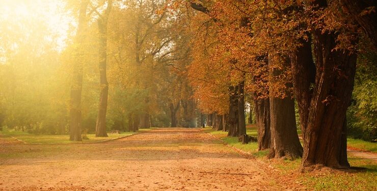¿Cuál es el oro en polvo de la jardinería?