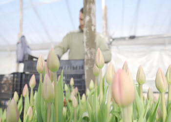 El arte de cultivar tulipanes en Argentina (video)
