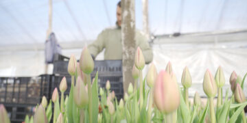 El arte de cultivar tulipanes en Argentina (video)