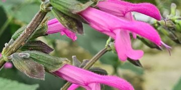 Una salvia argentina en el podio del Chelsea Flower Show 2022 de Londres