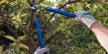 ¿Qué tener en cuenta a la hora de podar árboles?