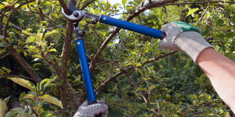 ¿Qué tener en cuenta a la hora de podar árboles?