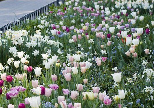 ¡Guía completa sobre el cultivo de bulbos!