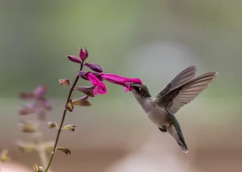 Salvia, cómo cultivar con éxito la planta elegida por los colibríes