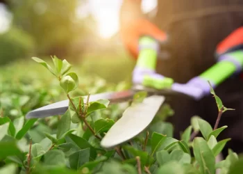 ¿Sabés qué tijera usar para podar tus plantas?