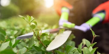¿Sabés qué tijera usar para podar tus plantas?
