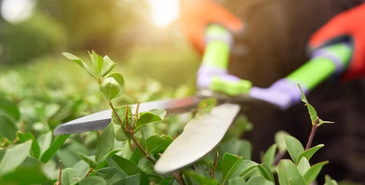 ¿Sabés qué tijera usar para podar tus plantas?