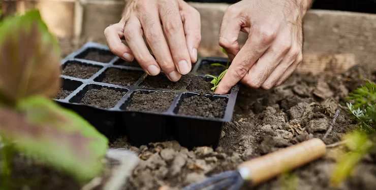 Huerta orgánica ¿Cómo manejar las plagas y enfermedades?