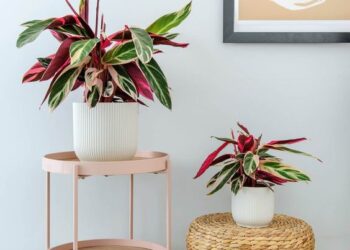 Calathea Triostar: una de las plantas más elegidas para decorar interiores