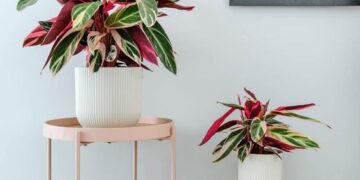 Calathea Triostar: una de las plantas más elegidas para decorar interiores