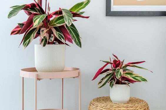 Calathea Triostar: una de las plantas más elegidas para decorar interiores