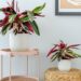 Calathea Triostar: una de las plantas más elegidas para decorar interiores