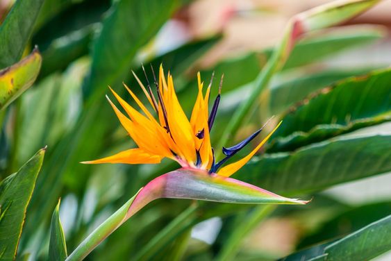 Flor de pájaro (Strelitzia nicolai): La exótica planta que está de moda  para decorar interiores 