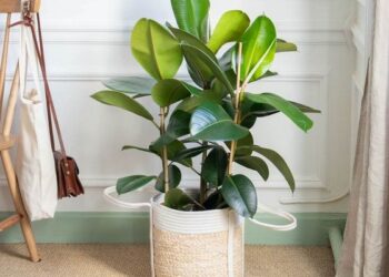 Ficus elastica: La planta más elegida para decorar la casa