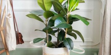 Ficus elastica: La planta más elegida para decorar la casa
