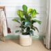 Ficus elastica: La planta más elegida para decorar la casa