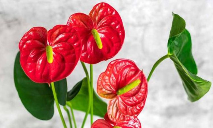 Anturio rojo (Anthurium andreanum): la delicada planta de interior que es  tendencia en decoración 